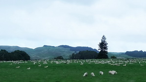 ausnz605