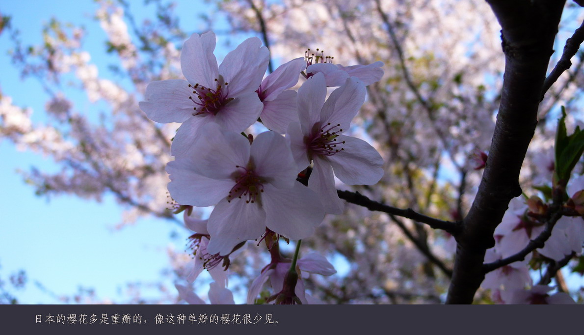 日本观樱游（011）