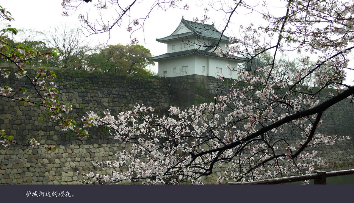 日本观樱游（179）