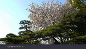 japan084