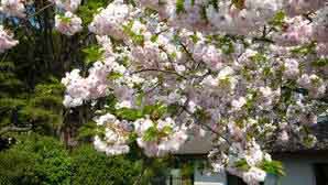 japan085