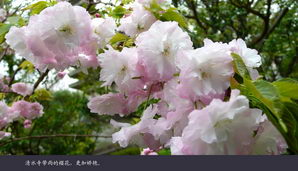 japan149