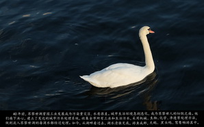 medsea342